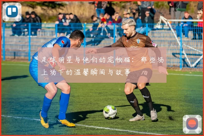 足球明星与他们的宠物猫：那些场上场下的温馨瞬间与故事